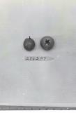 Click for 1 image(s) for this accession. FRUIT